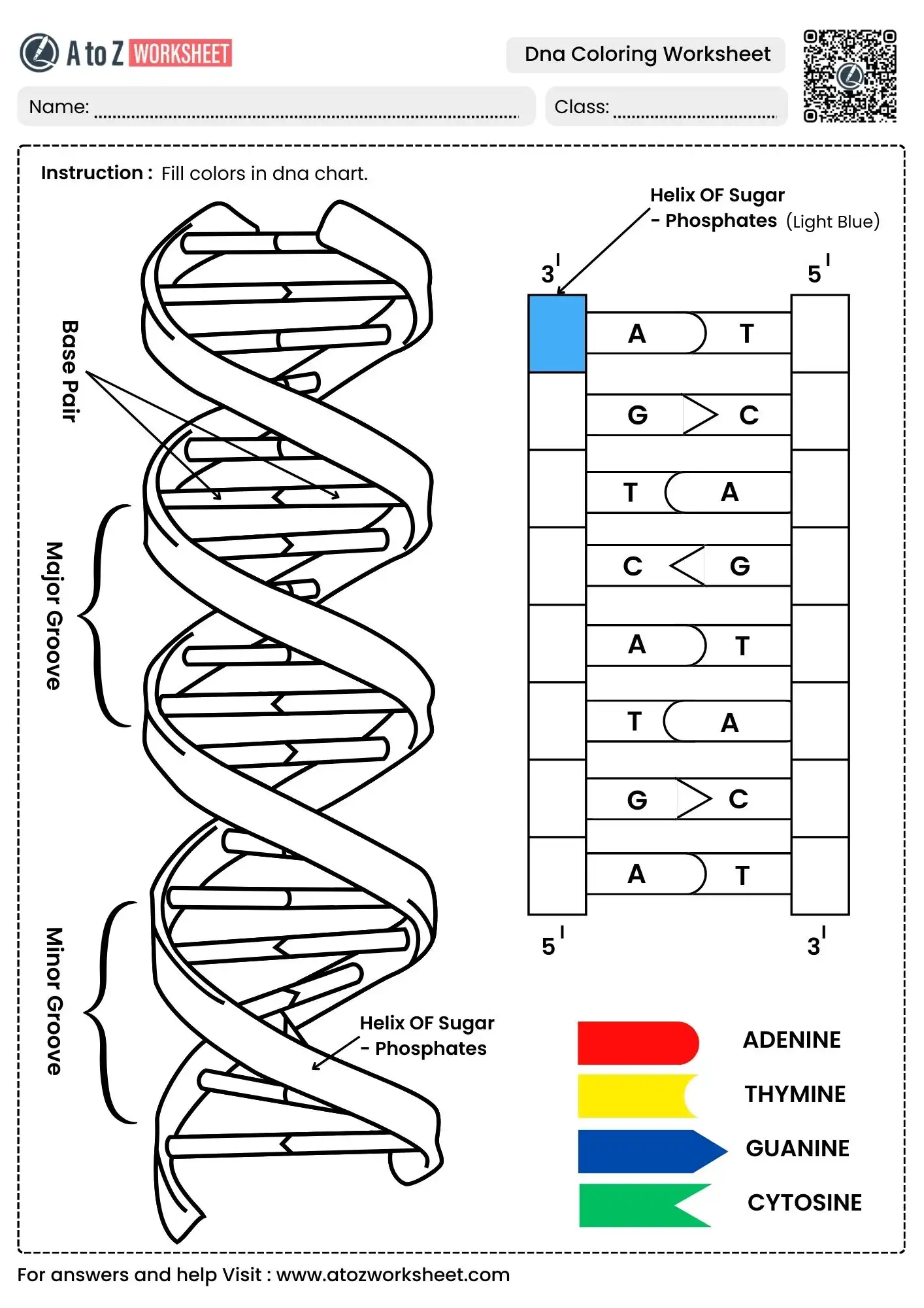 vertical double helix dna coloring worksheets with base pair chart
