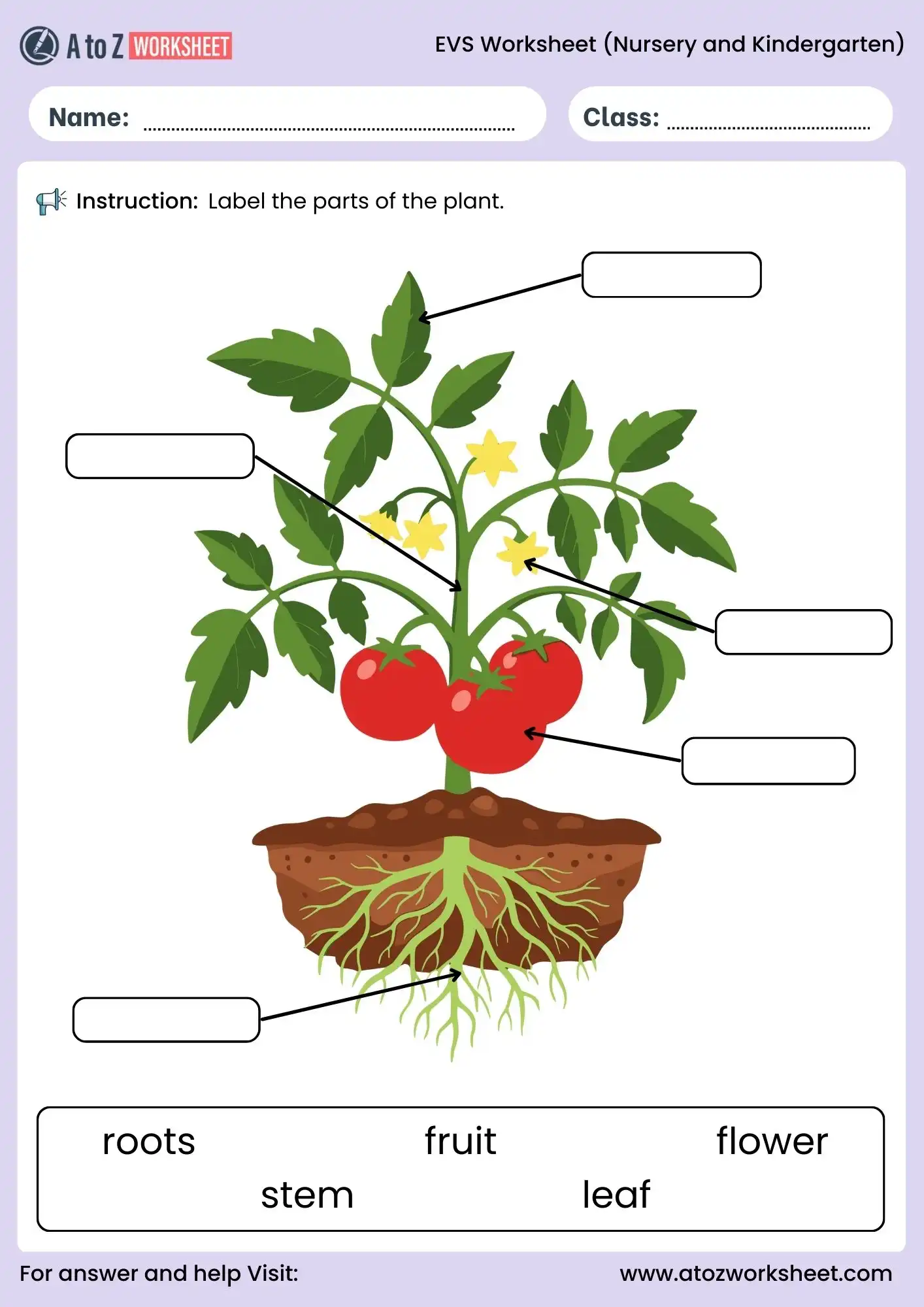 evs worksheet for nursery and kindergarten plant parts labeling activity