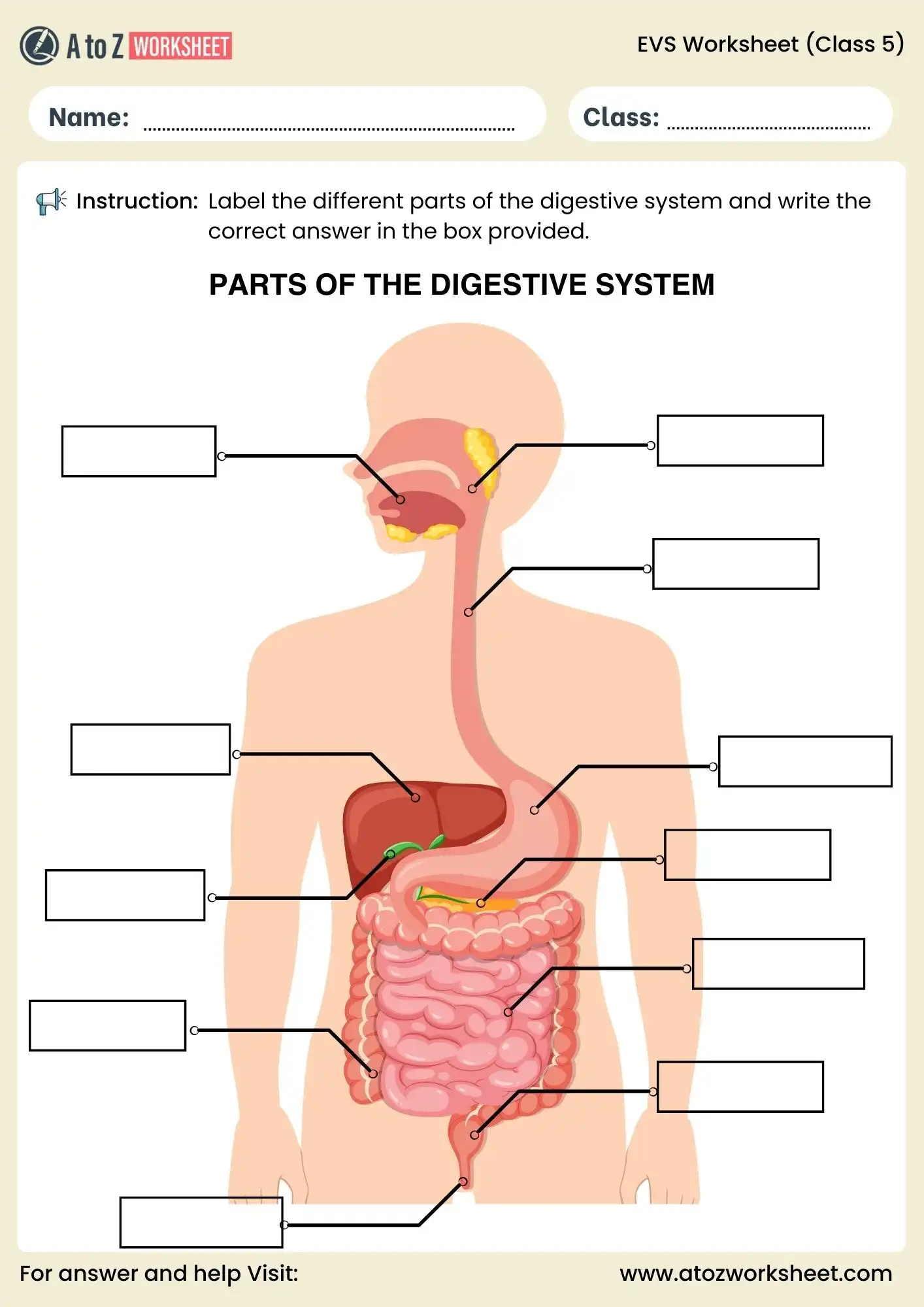 evs worksheets for class 5 digestive system labelling activity