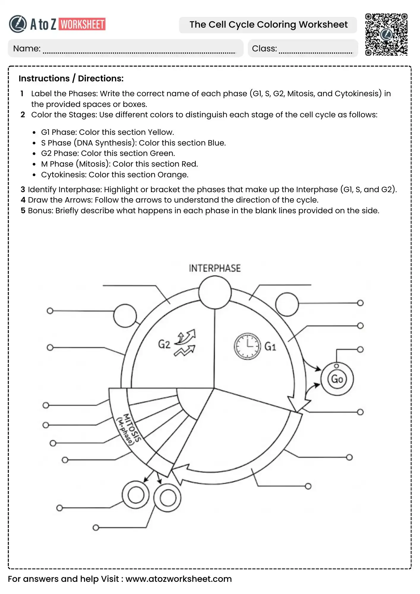 cell cycle diagram without labels for the cell cycle coloring worksheets