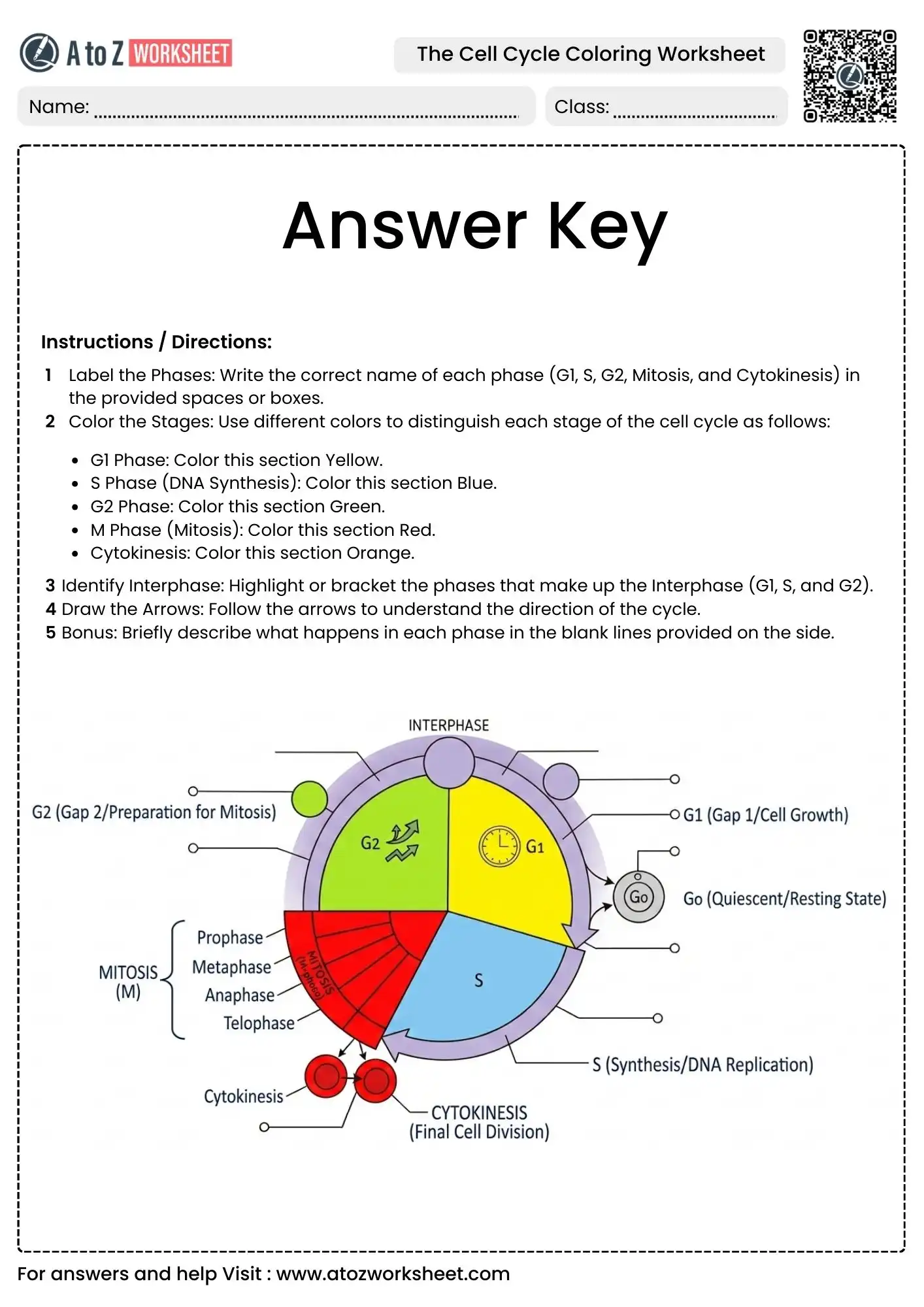 finalized answer key for the cell cycle coloring worksheets